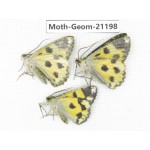 Geometridae sp. China, Tibet, Xigaze, Dingjie county, Chentang valley. 3Pcs. Moth-Geom-21198.