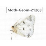 Geometridae sp. China, Tibet, Xigaze, Dingjie county, Chentang valley. 1Pcs. Moth-Geom-21203.