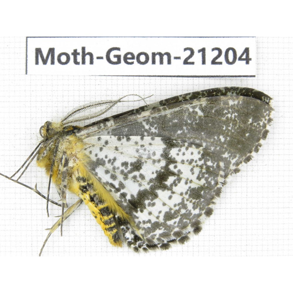 Geometridae sp. China, Tibet, Xigaze, Dingjie county, Chentang valley. 1Pcs. Moth-Geom-21204.