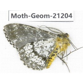 Geometridae sp. China, Tibet, Xigaze, Dingjie county, Chentang valley. 1Pcs. Moth-Geom-21204.