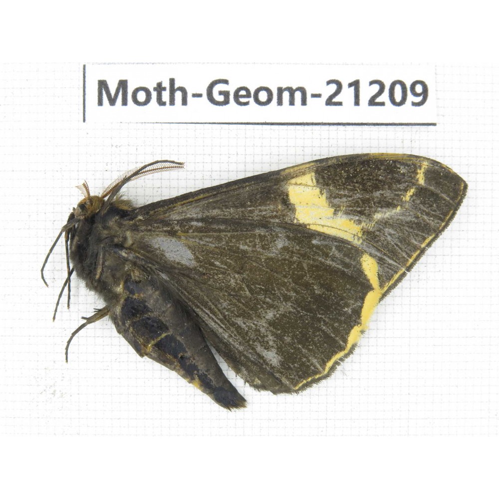 Geometridae sp. China, Tibet, Xigaze, Dingjie county, Chentang valley. 1Pcs. Moth-Geom-21209.