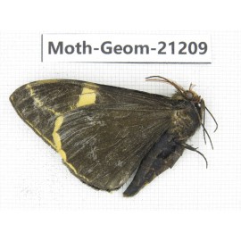 Geometridae sp. China, Tibet, Xigaze, Dingjie county, Chentang valley. 1Pcs. Moth-Geom-21209.