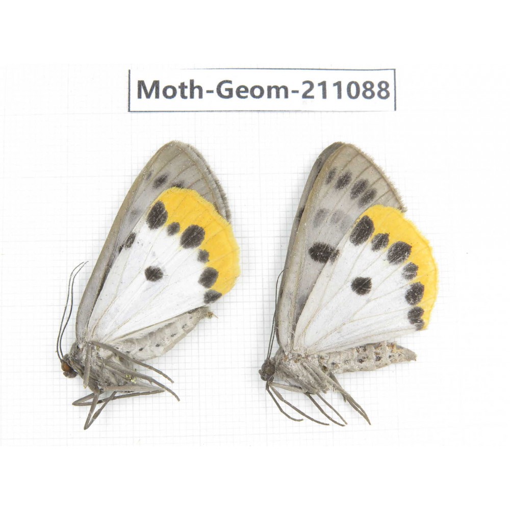 Geometridae sp. China, Yunnan, Chuxiong, Shuangbai county, N of Mt.Ailaoshan. 2Pcs. Moth-Geom-211088.