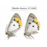 Geometridae sp. China, Yunnan, Chuxiong, Shuangbai county, N of Mt.Ailaoshan. 2Pcs. Moth-Geom-211088.