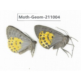 Geometridae sp. China, Yunnan, Dali, C of Mt.Cangshan. 2Pcs. Moth-Geom-211004.