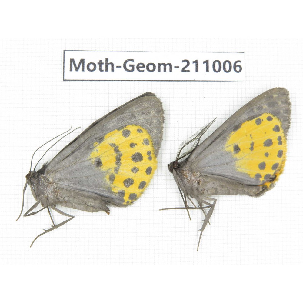 Geometridae sp. China, Yunnan, Dali, C of Mt.Cangshan. 2Pcs. Moth-Geom-211006.