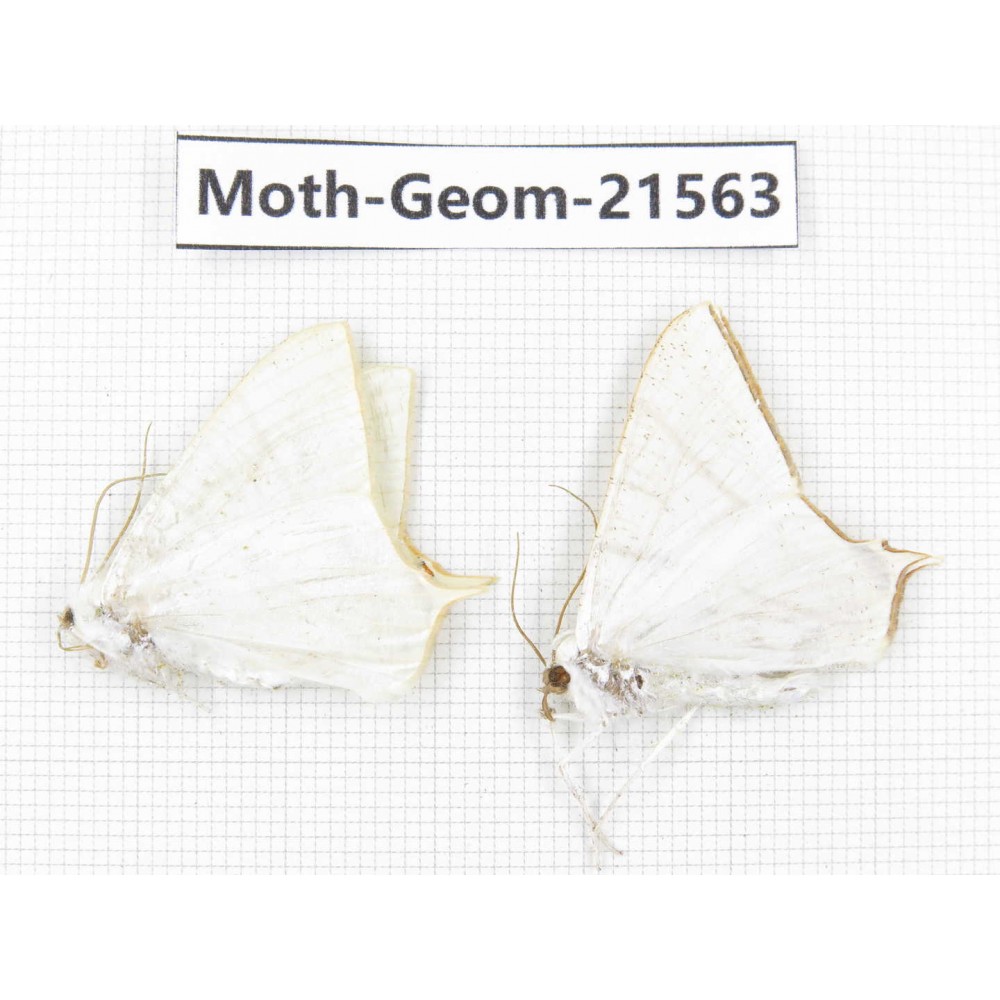 Geometridae sp. China, Yunnan, Dali, C of Mt.Cangshan. 2Pcs. Moth-Geom-21563.