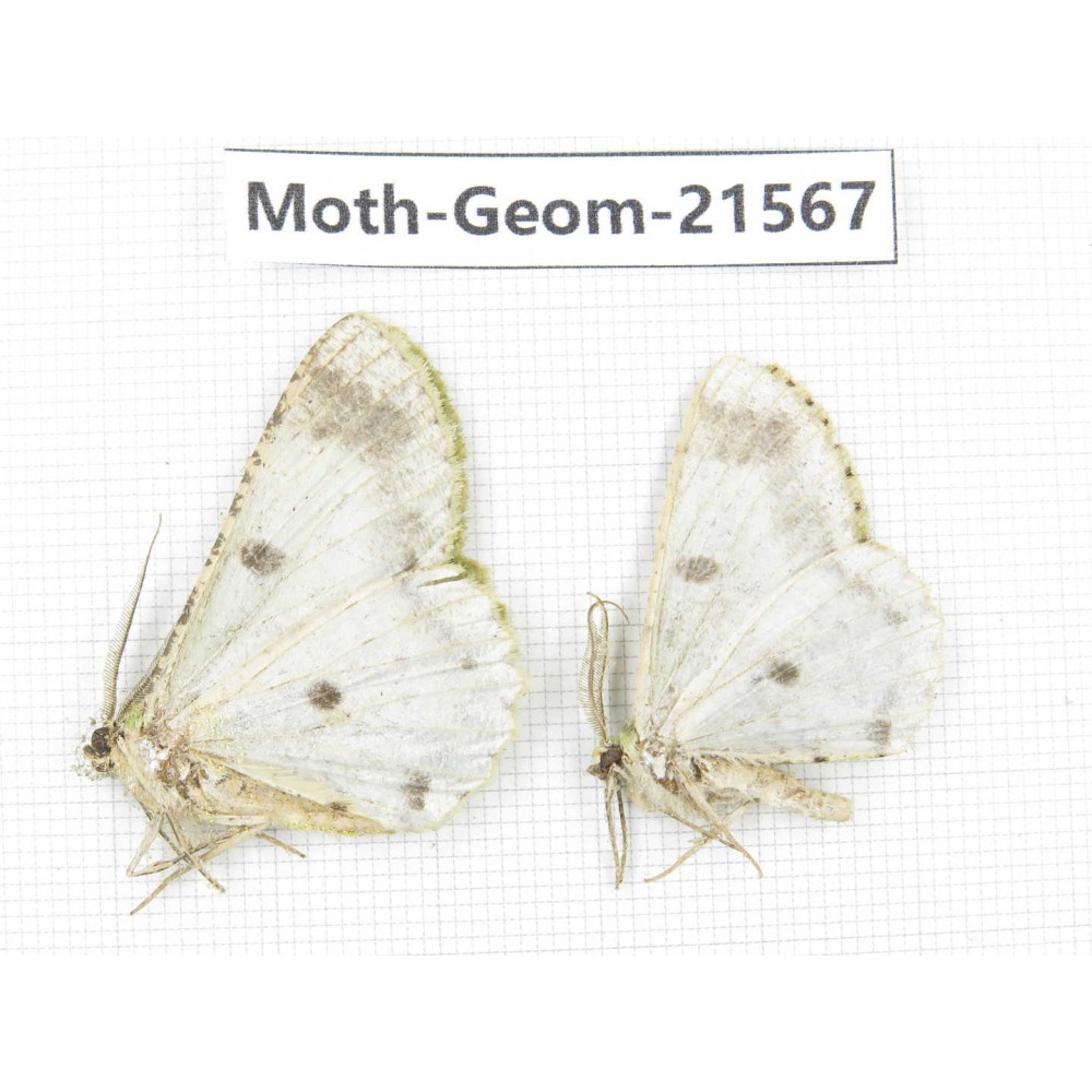 Geometridae sp. China, Yunnan, Dali, C of Mt.Cangshan. 2Pcs. Moth-Geom-21567.