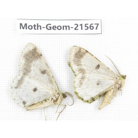 Geometridae sp. China, Yunnan, Dali, C of Mt.Cangshan. 2Pcs. Moth-Geom-21567.