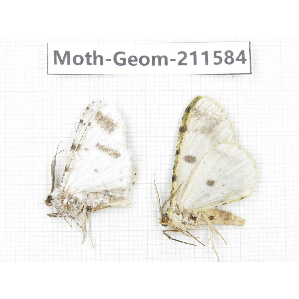 Geometridae sp. China, Yunnan, Dali, S of Mt.Cangshan. 2Pcs. Moth-Geom-211584.