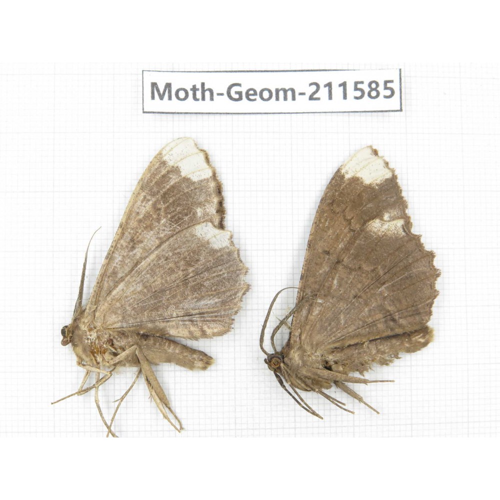Geometridae sp. China, Yunnan, Dali, S of Mt.Cangshan. 2Pcs. Moth-Geom-211585.
