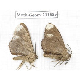 Geometridae sp. China, Yunnan, Dali, S of Mt.Cangshan. 2Pcs. Moth-Geom-211585.