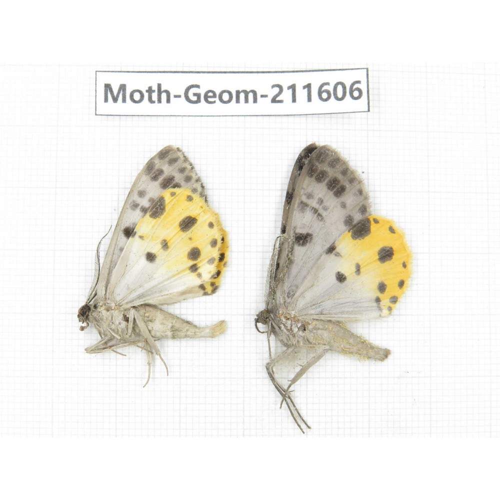 Geometridae sp. China, Yunnan, Dali, S of Mt.Cangshan. 2Pcs. Moth-Geom-211606.