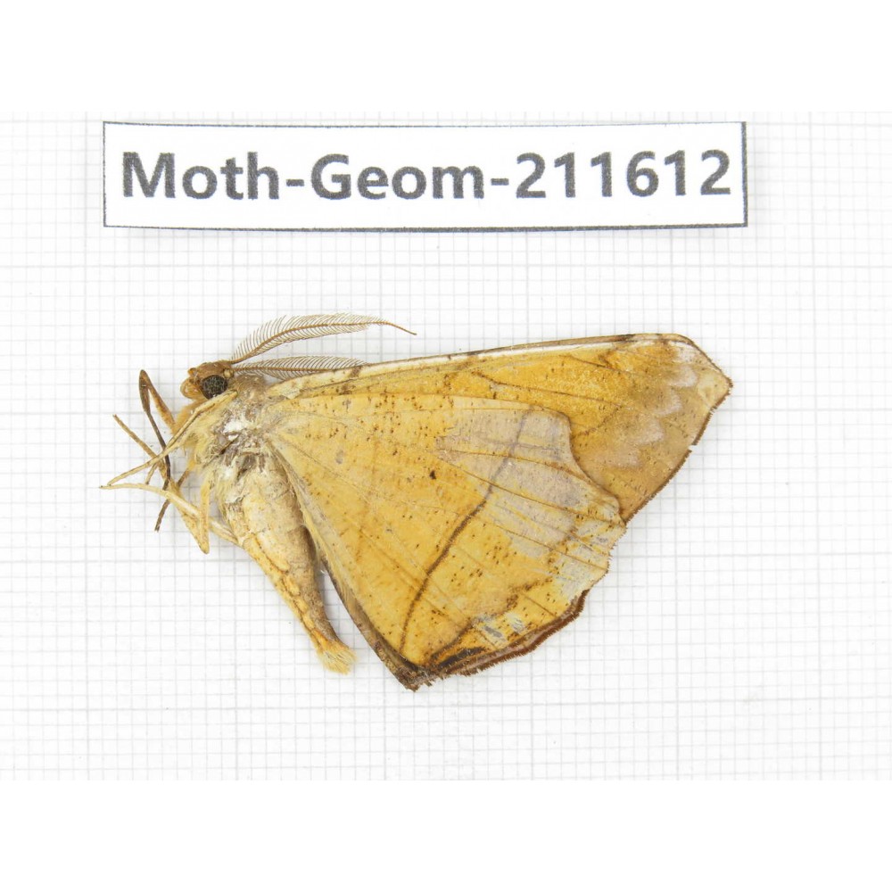 Geometridae sp. China, Yunnan, Dali, S of Mt.Cangshan. 1Pcs. Moth-Geom-211612.