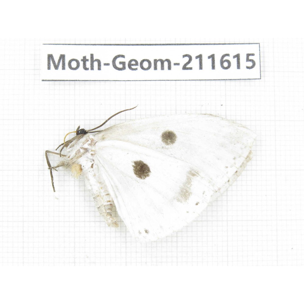 Geometridae sp. China, Yunnan, Dali, S of Mt.Cangshan. 1Pcs. Moth-Geom-211615.
