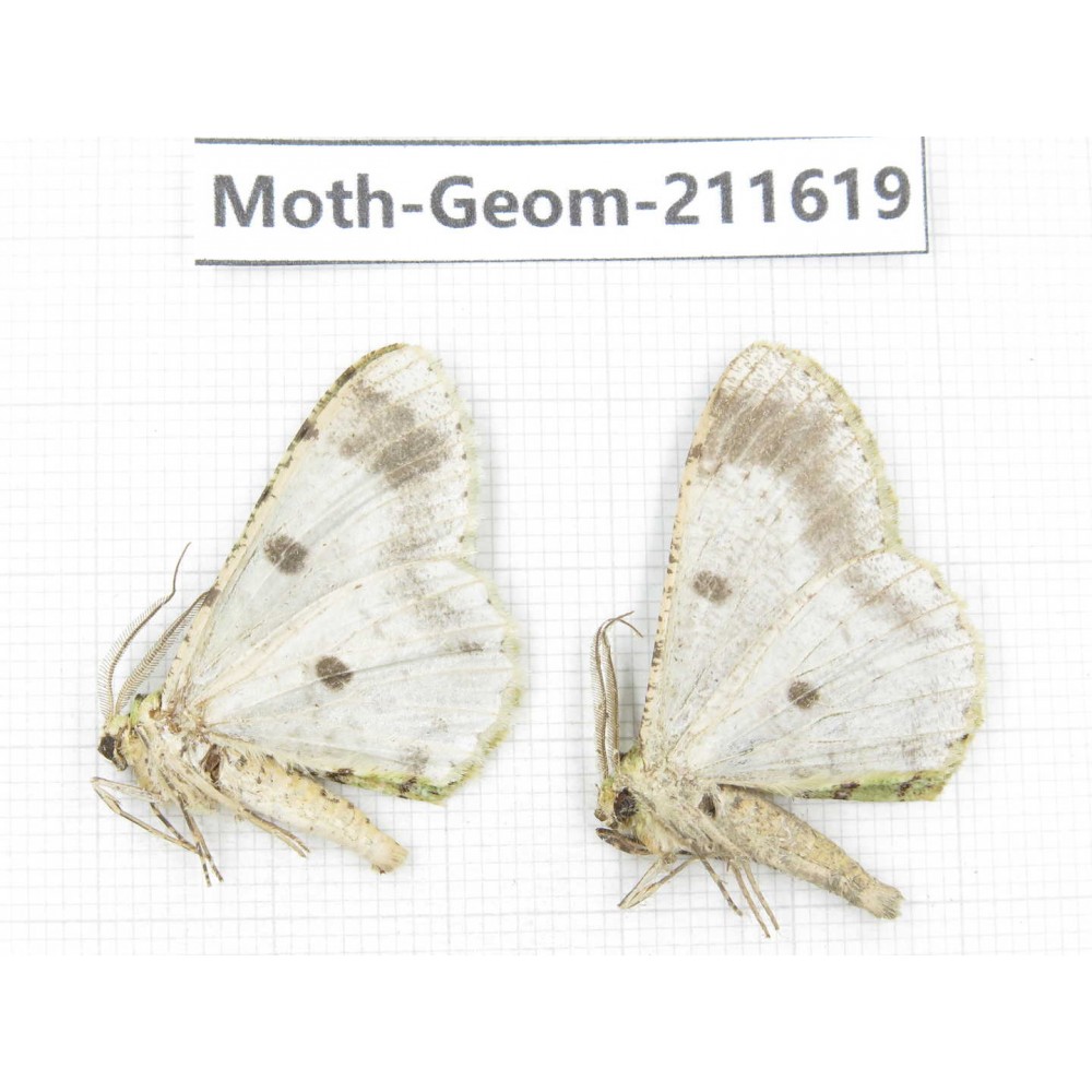 Geometridae sp. China, Yunnan, Dali, S of Mt.Cangshan. 2Pcs. Moth-Geom-211619.