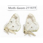 Geometridae sp. China, Yunnan, Dali, S of Mt.Cangshan. 2Pcs. Moth-Geom-211619.