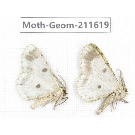 Geometridae sp. China, Yunnan, Dali, S of Mt.Cangshan. 2Pcs. Moth-Geom-211619.