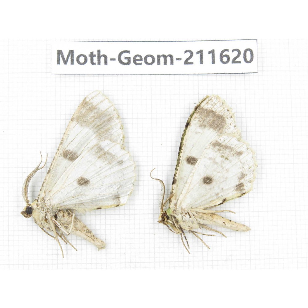 Geometridae sp. China, Yunnan, Dali, S of Mt.Cangshan. 2Pcs. Moth-Geom-211620.