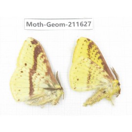 Geometridae sp. China, Yunnan, Dali, S of Mt.Cangshan. 2Pcs. Moth-Geom-211627.