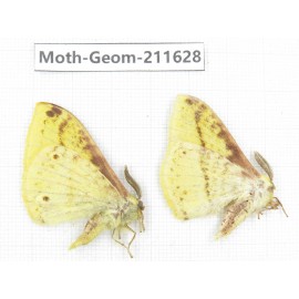 Geometridae sp. China, Yunnan, Dali, S of Mt.Cangshan. 2Pcs. Moth-Geom-211628.