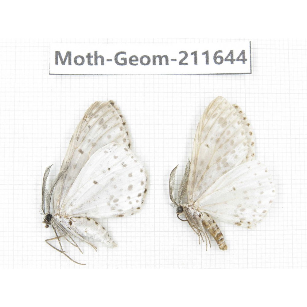 Geometridae sp. China, Yunnan, Dali, S of Mt.Cangshan. 2Pcs. Moth-Geom-211644.