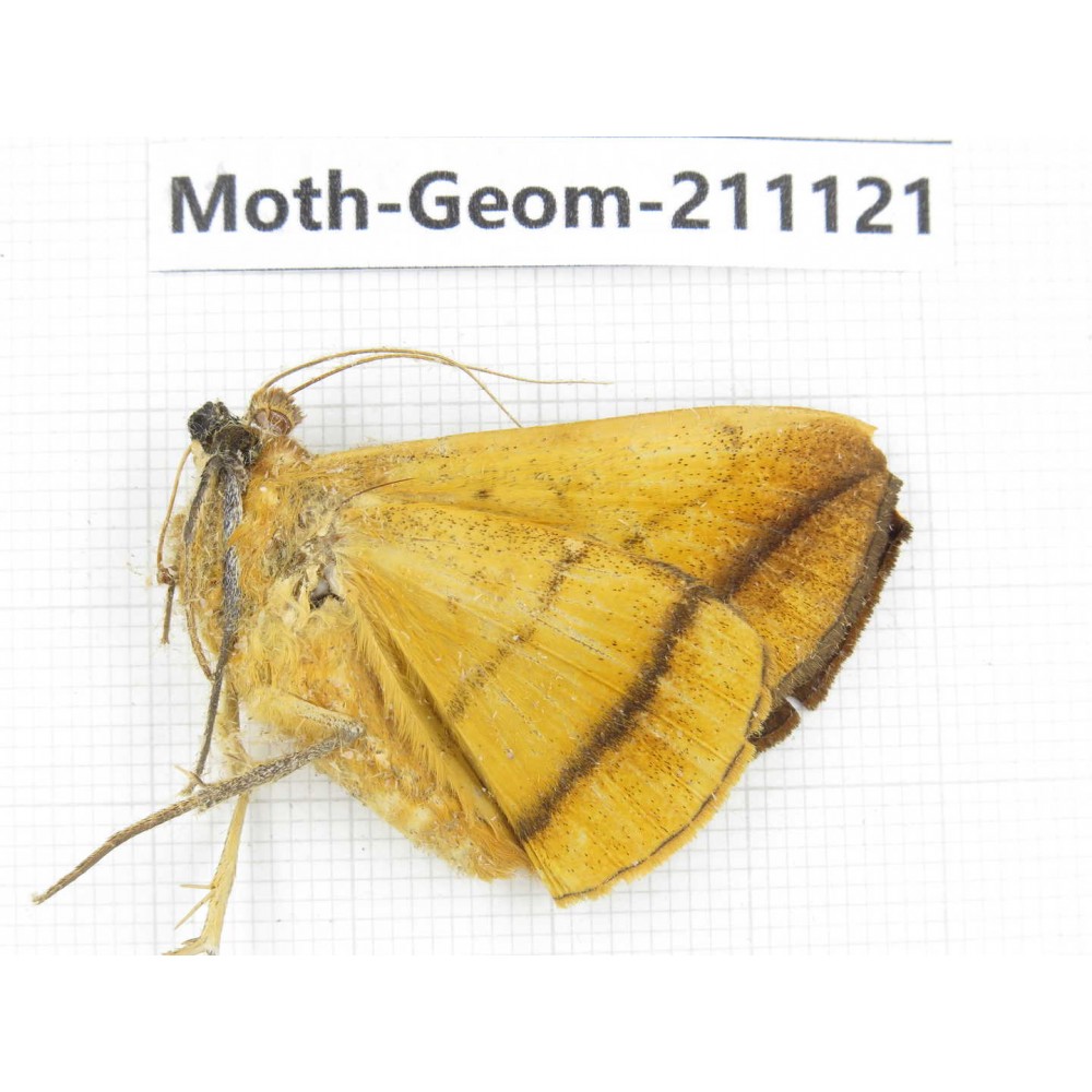 Geometridae sp. China, Yunnan, Dehong, Longchuan county. 1Pcs. Moth-Geom-211121.
