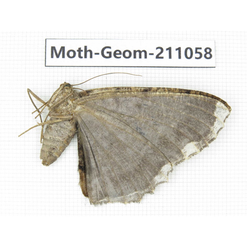 Geometridae sp. China, Yunnan, Dehong, Yingjiang county. 1Pcs. Moth-Geom-211058.