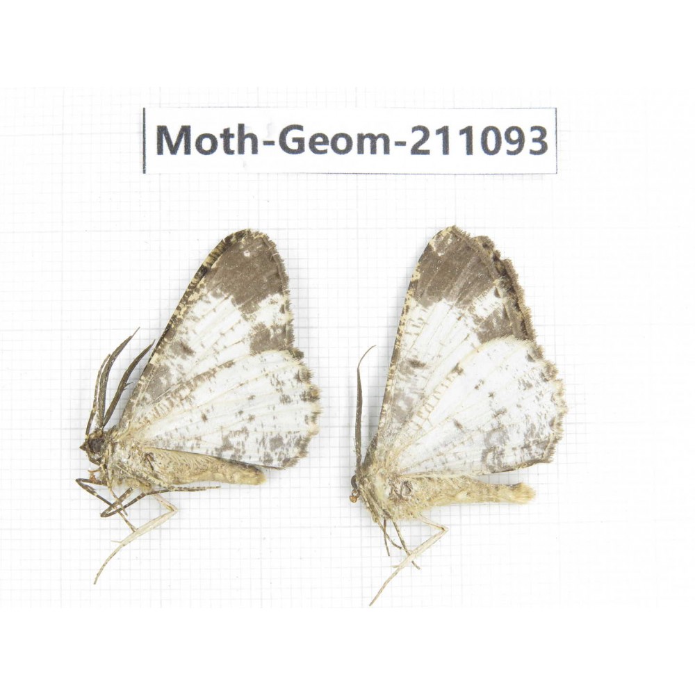 Geometridae sp. China, Yunnan, Dehong, Yingjiang county. 2Pcs. Moth-Geom-211093.