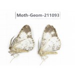 Geometridae sp. China, Yunnan, Dehong, Yingjiang county. 2Pcs. Moth-Geom-211093.