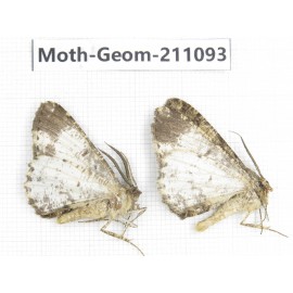 Geometridae sp. China, Yunnan, Dehong, Yingjiang county. 2Pcs. Moth-Geom-211093.