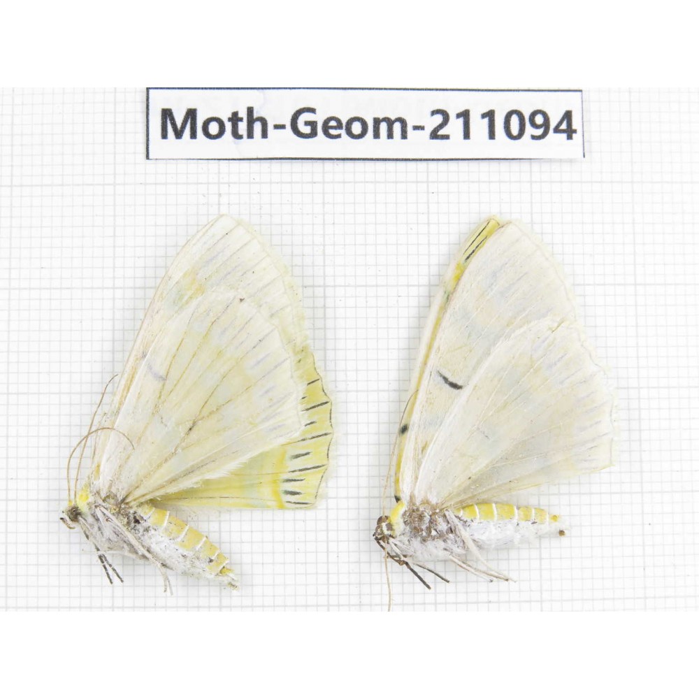 Geometridae sp. China, Yunnan, Dehong, Yingjiang county. 2Pcs. Moth-Geom-211094.