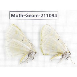Geometridae sp. China, Yunnan, Dehong, Yingjiang county. 2Pcs. Moth-Geom-211094.