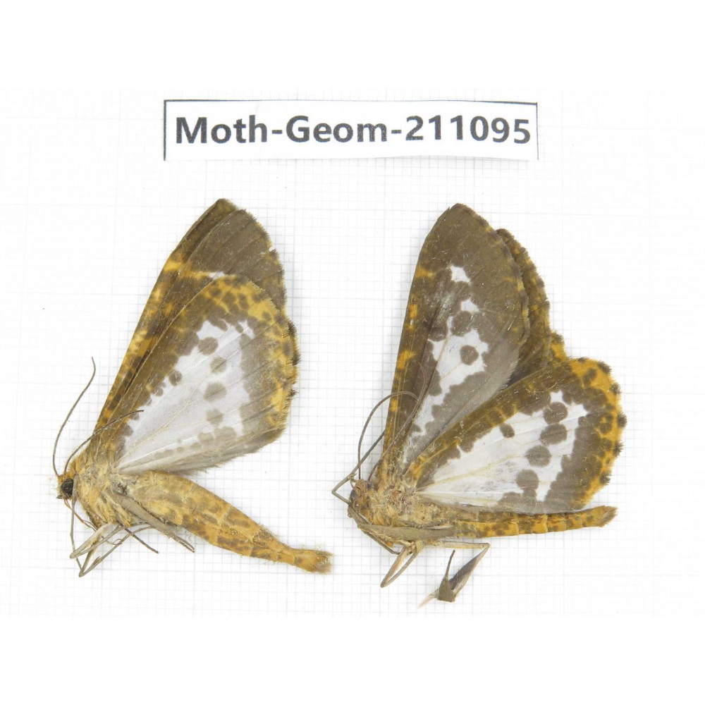 Geometridae sp. China, Yunnan, Dehong, Yingjiang county. 2Pcs. Moth-Geom-211095.