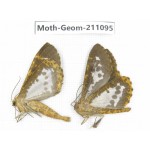 Geometridae sp. China, Yunnan, Dehong, Yingjiang county. 2Pcs. Moth-Geom-211095.