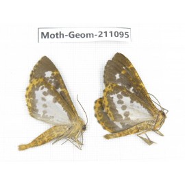 Geometridae sp. China, Yunnan, Dehong, Yingjiang county. 2Pcs. Moth-Geom-211095.