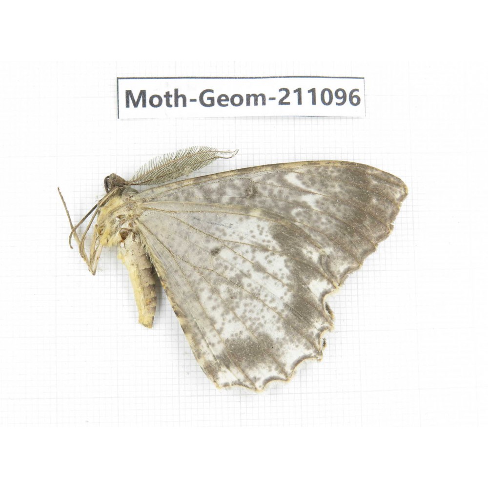 Geometridae sp. China, Yunnan, Dehong, Yingjiang county. 1Pcs. Moth-Geom-211096.