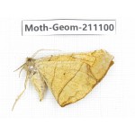 Geometridae sp. China, Yunnan, Dehong, Yingjiang county. 1Pcs. Moth-Geom-211100.