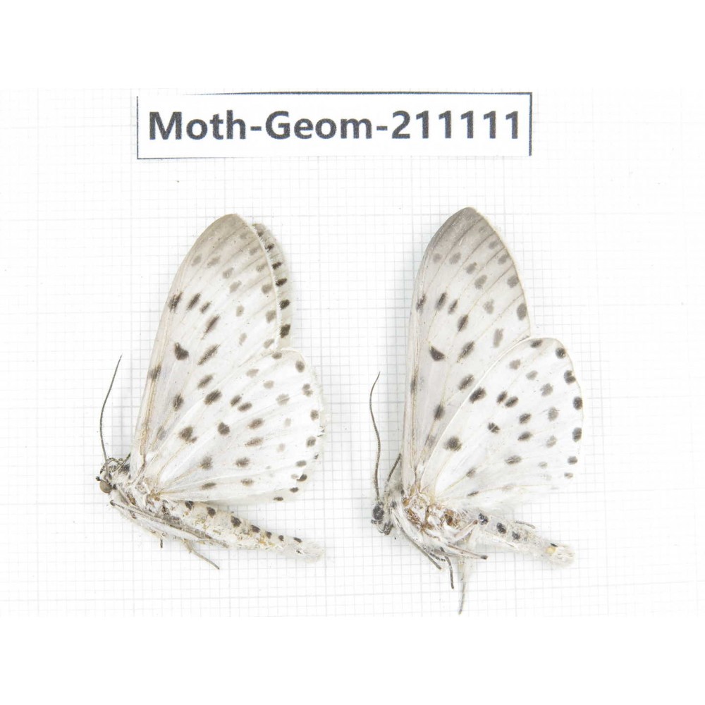 Geometridae sp. China, Yunnan, Dehong, Yingjiang county. 2Pcs. Moth-Geom-211111.