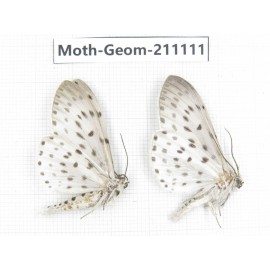 Geometridae sp. China, Yunnan, Dehong, Yingjiang county. 2Pcs. Moth-Geom-211111.