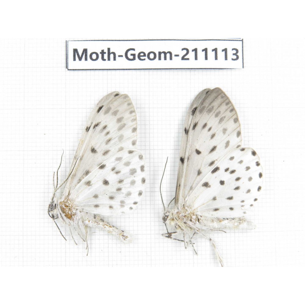 Geometridae sp. China, Yunnan, Dehong, Yingjiang county. 2Pcs. Moth-Geom-211113.