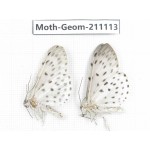 Geometridae sp. China, Yunnan, Dehong, Yingjiang county. 2Pcs. Moth-Geom-211113.