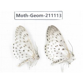 Geometridae sp. China, Yunnan, Dehong, Yingjiang county. 2Pcs. Moth-Geom-211113.