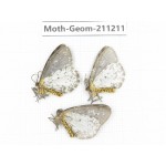 Geometridae sp. China, Yunnan, Lijiang, Luguhu lake. 3Pcs. Moth-Geom-211211.