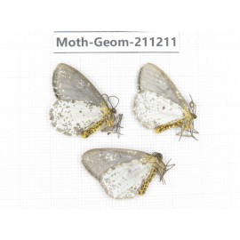 Geometridae sp. China, Yunnan, Lijiang, Luguhu lake. 3Pcs. Moth-Geom-211211.