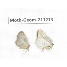 Geometridae sp. China, Yunnan, Lijiang, Luguhu lake. 2Pcs. Moth-Geom-211213.