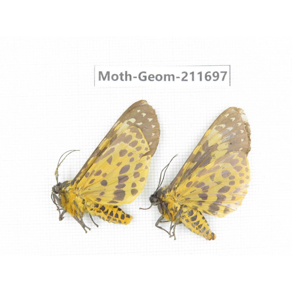 Geometridae sp. China, Yunnan, Nujiang valley, N of Mt.Biluoxueshan. 2Pcs. Moth-Geom-211697.