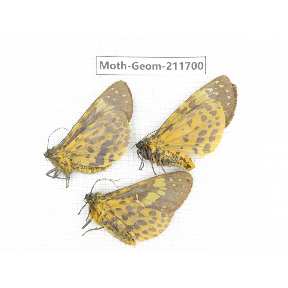 Geometridae sp. China, Yunnan, Nujiang valley, N of Mt.Biluoxueshan. 3Pcs. Moth-Geom-211700.