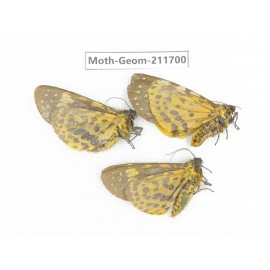 Geometridae sp. China, Yunnan, Nujiang valley, N of Mt.Biluoxueshan. 3Pcs. Moth-Geom-211700.