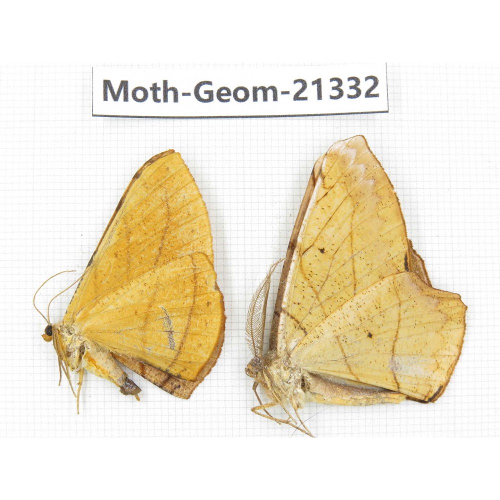 Geometridae sp. China, Yunnan, Nujiang valley, N of Mt.Biluoxueshan. 2Pcs. Moth-Geom-21332.